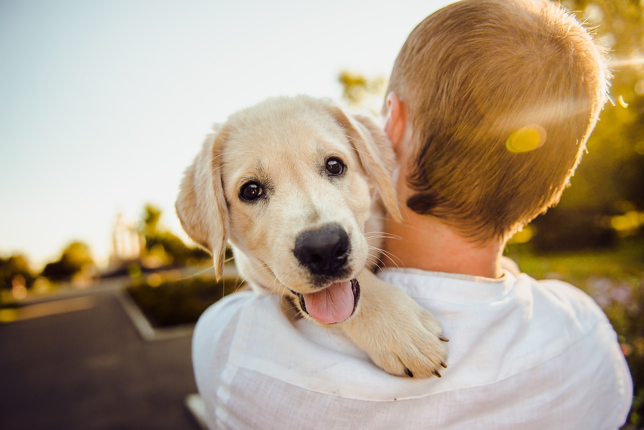 dog-ge7a86df78_1280.jpg