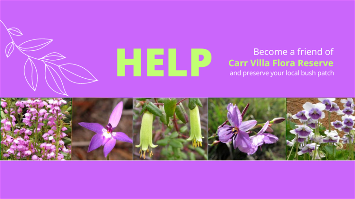 Carr Villa Flora Reserve Working Bee