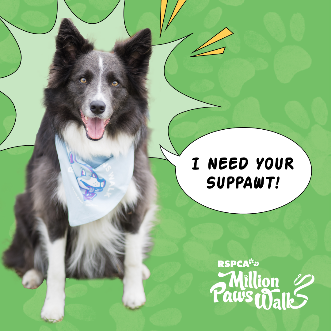 Support Million Paws Walk