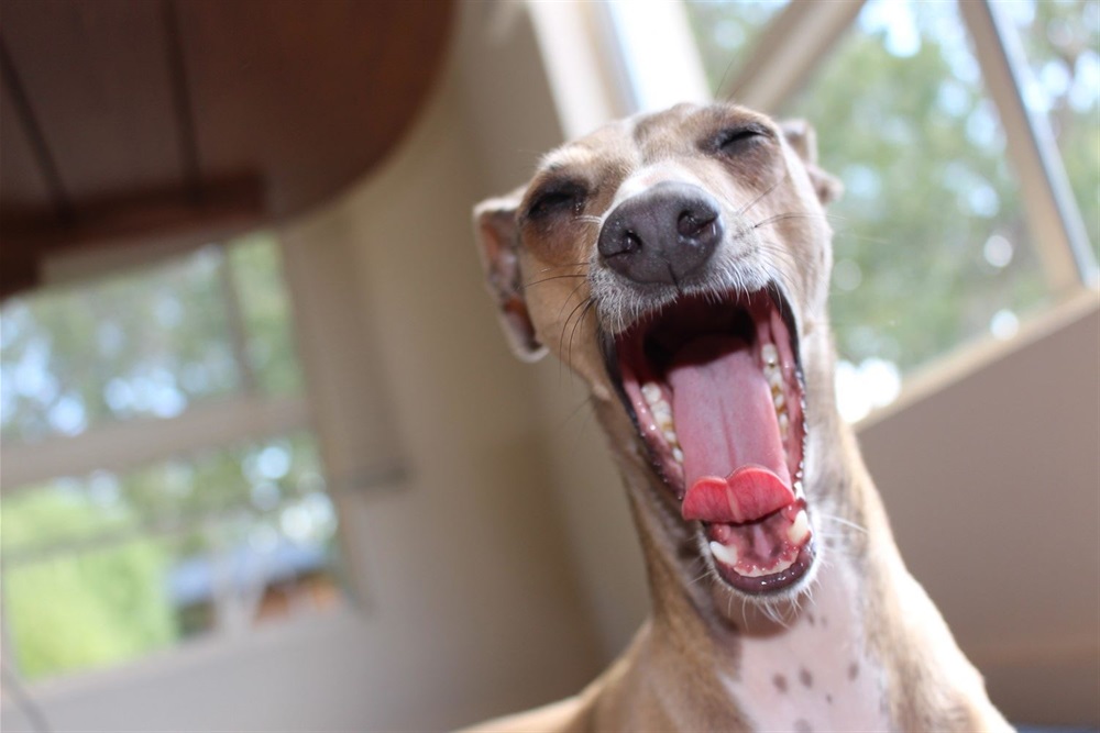 greyhound-2636370_1920.jpg