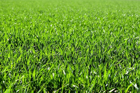 pixabay grass.jpg