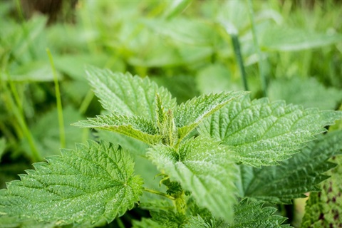 stinging-nettle-503939_1920.jpg