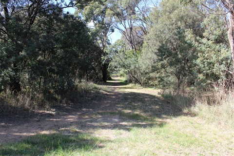 Bluegum Park