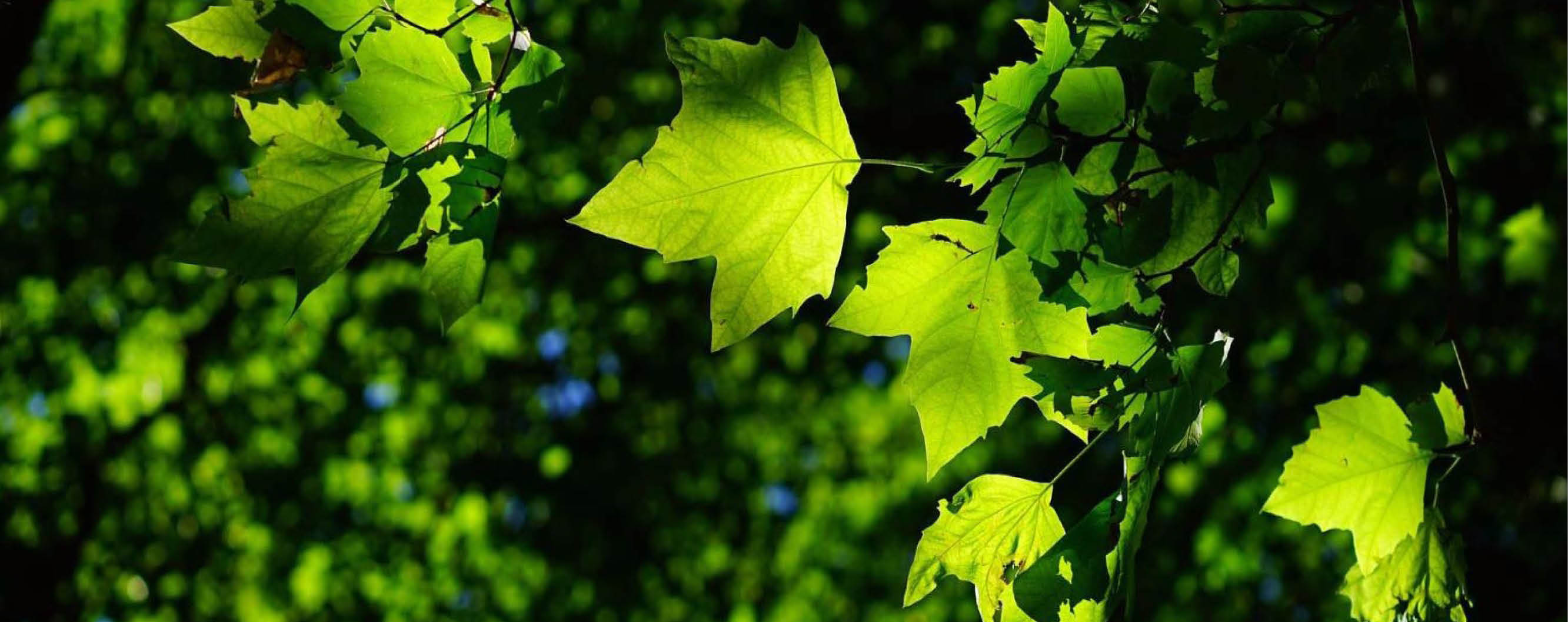 Image of a Tree at Carr Villa 