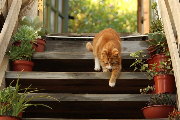 Ginger and white cat walking down wooden stairs