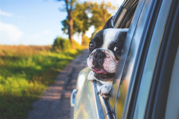 image of a Dog with head out the window