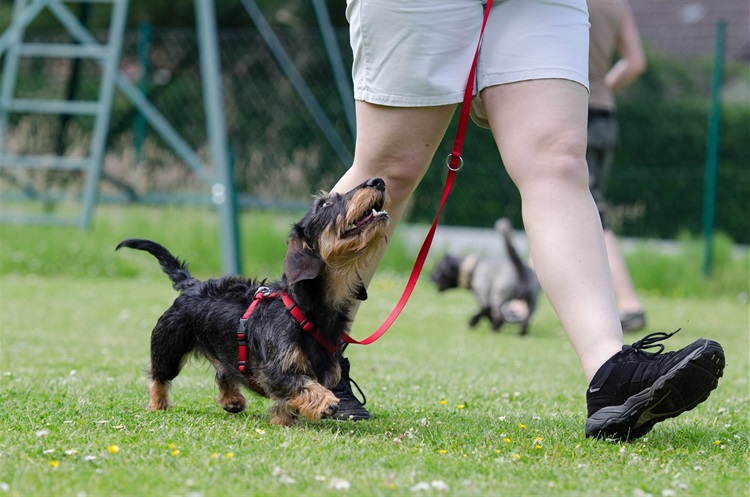 image of dachshund and person walking