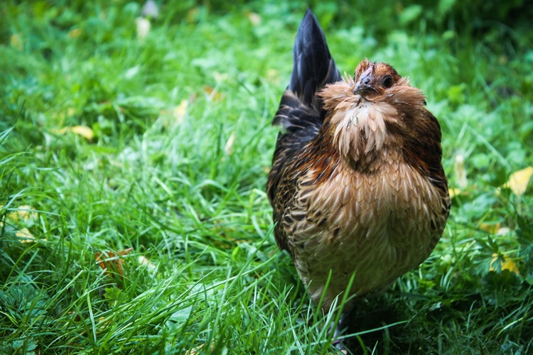 Chicken in backyard standing on grass