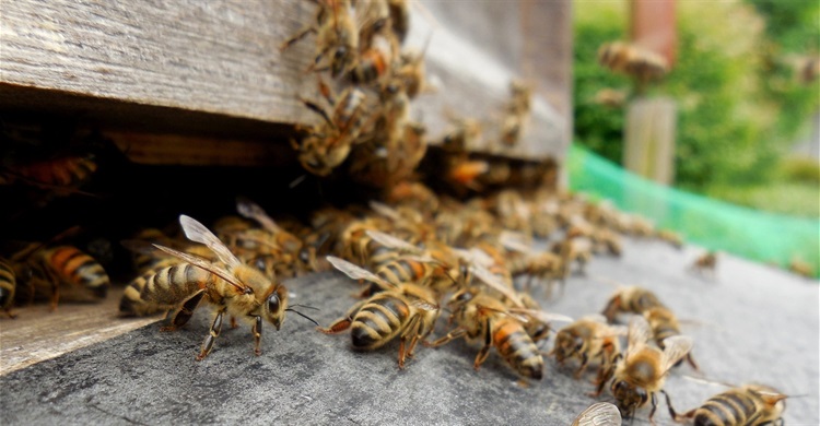 Image of Bees in hive