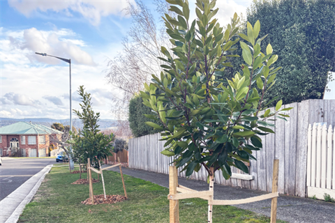 Adopt a tree