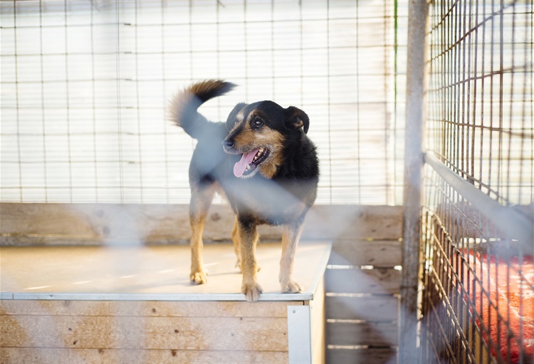 image of dog on roof of kennel Puppy dog in kennel