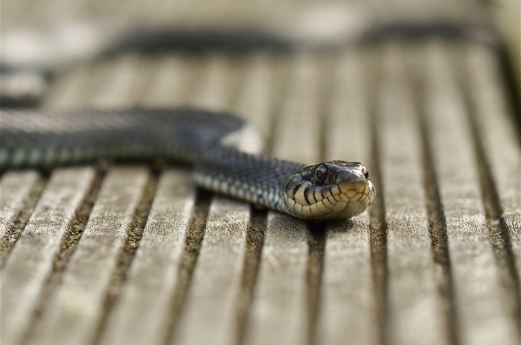 image of tiger snake on wooden grateing