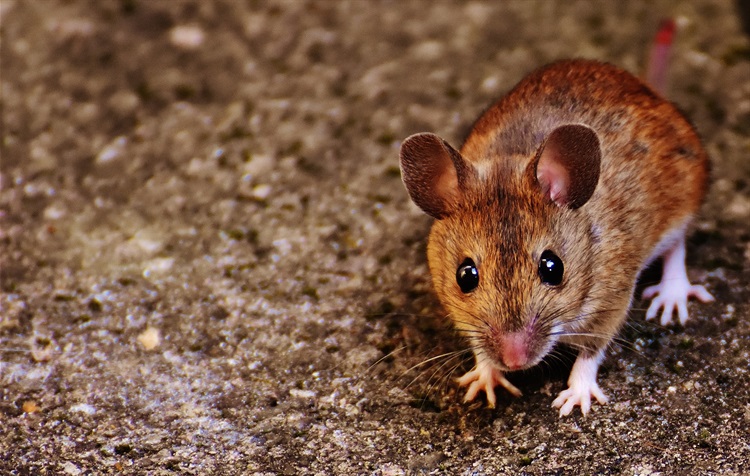 Baby Brown Mouse